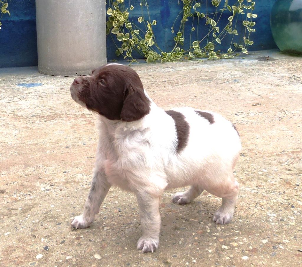 Du Coeur Ambre - Chiots disponibles - Epagneul Breton