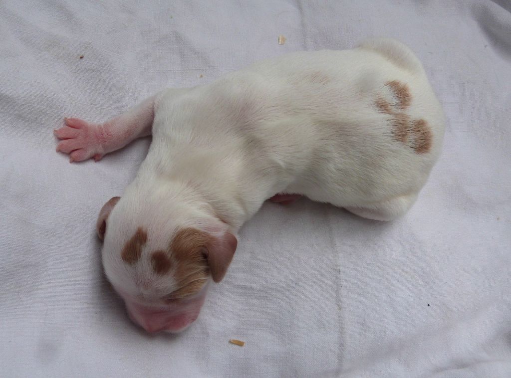 Du Coeur Ambre - Chiots disponibles - Epagneul Breton