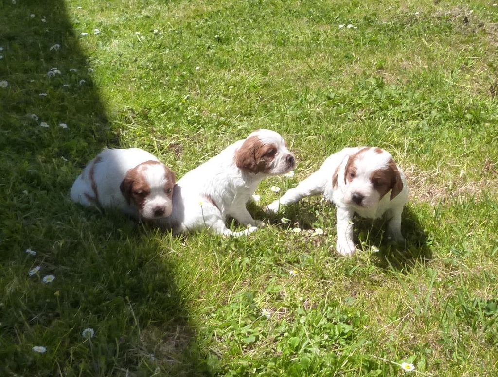 Du Coeur Ambre - Chiots disponibles - Epagneul Breton