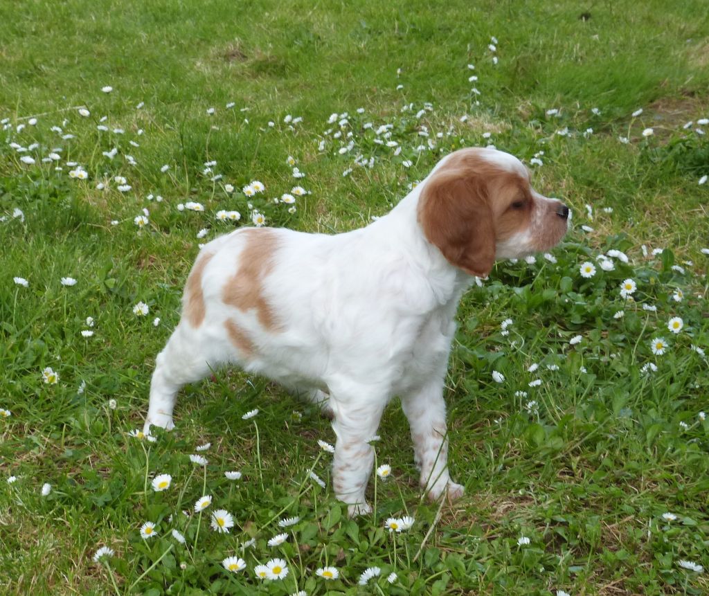 Du Coeur Ambre - Chiots disponibles - Epagneul Breton