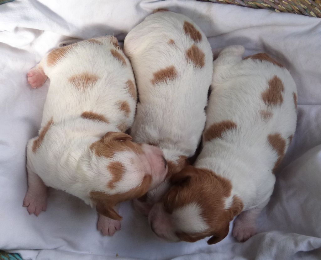 Du Coeur Ambre - Chiots disponibles - Epagneul Breton