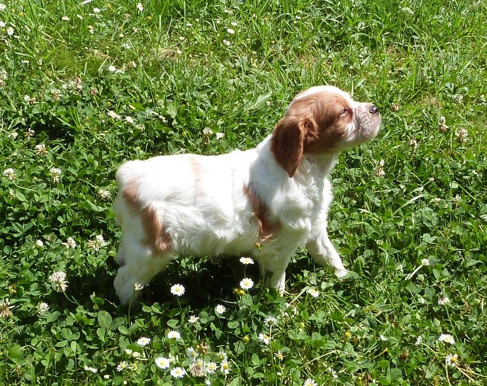 Du Coeur Ambre - Chiots disponibles - Epagneul Breton